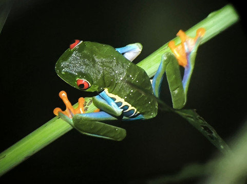 Salamandra Tours-圣何塞必去景点