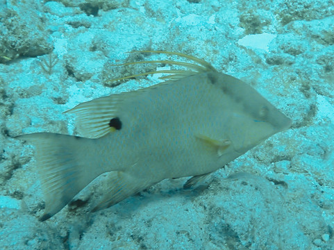 Conch Republic Divers-Tavernier必去景点