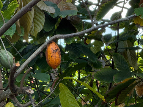 La Maison du Cacao-Pointe-Noire必去景点