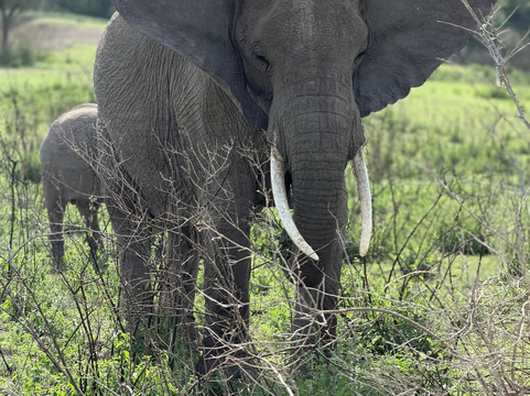 Leeu Tours and Safaris-莫西必去景点