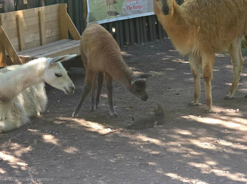Los Caracoles-Los Andes必去景点