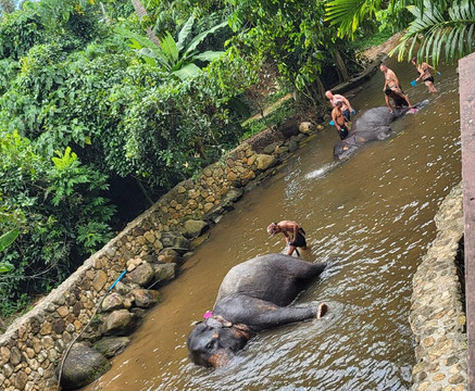 Samui Elephant Spa-苏梅岛必去景点