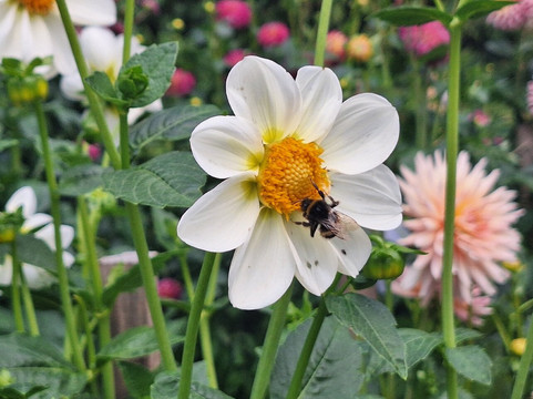 Dahliengarten-富尔达必去景点