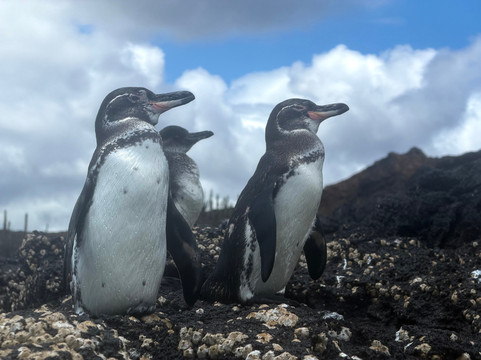 Galapagos by Local Guides-圣克鲁斯必去景点