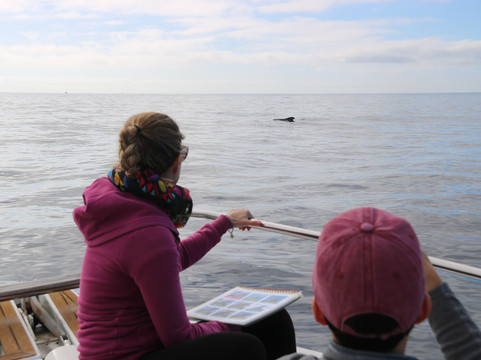 Atlantic Eco Experience | Whale Watching Tenerife-奥德杰海岸必去景点