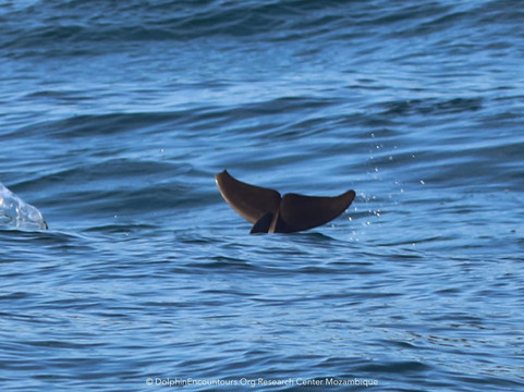Dolphin Encountours Research Center-Ponta do Ouro必去景点