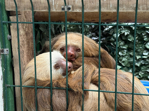 Sloth Sanctuary of Costa Rica-卡维塔必去景点