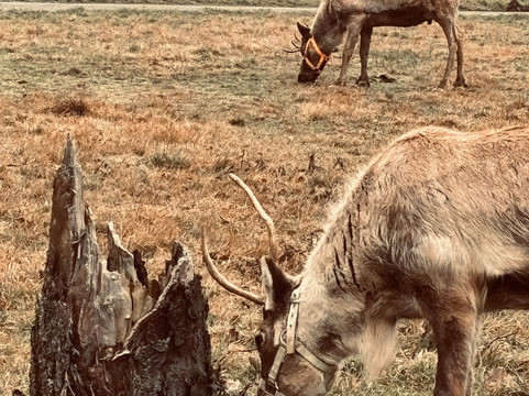Rentieralm-Niederhausen必去景点