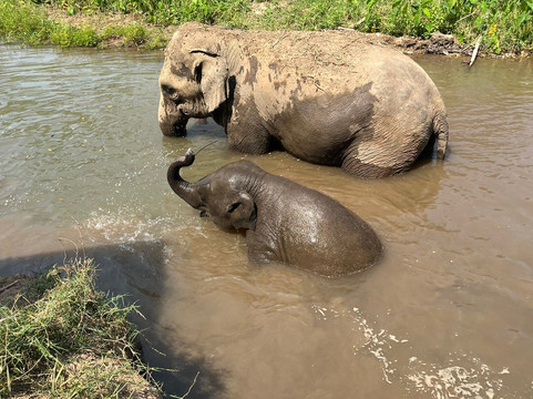 CHIANGMAI ELEPHANT CARE (Mae Taeng)-清迈必去景点
