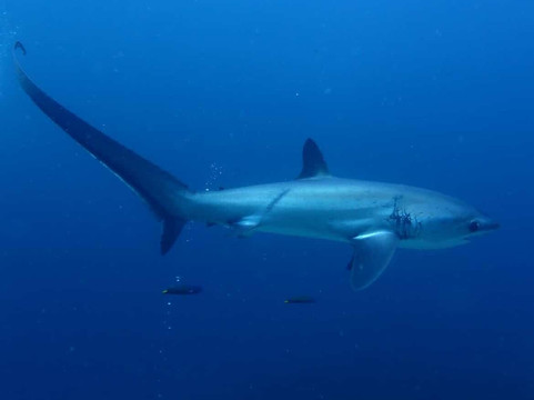 妈妈拍丝瓜岛维达海滩潜水中心-妈妈拍丝瓜岛必去景点