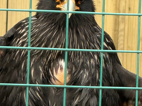 Suffolk Owl Sanctuary-Stonham Aspal必去景点