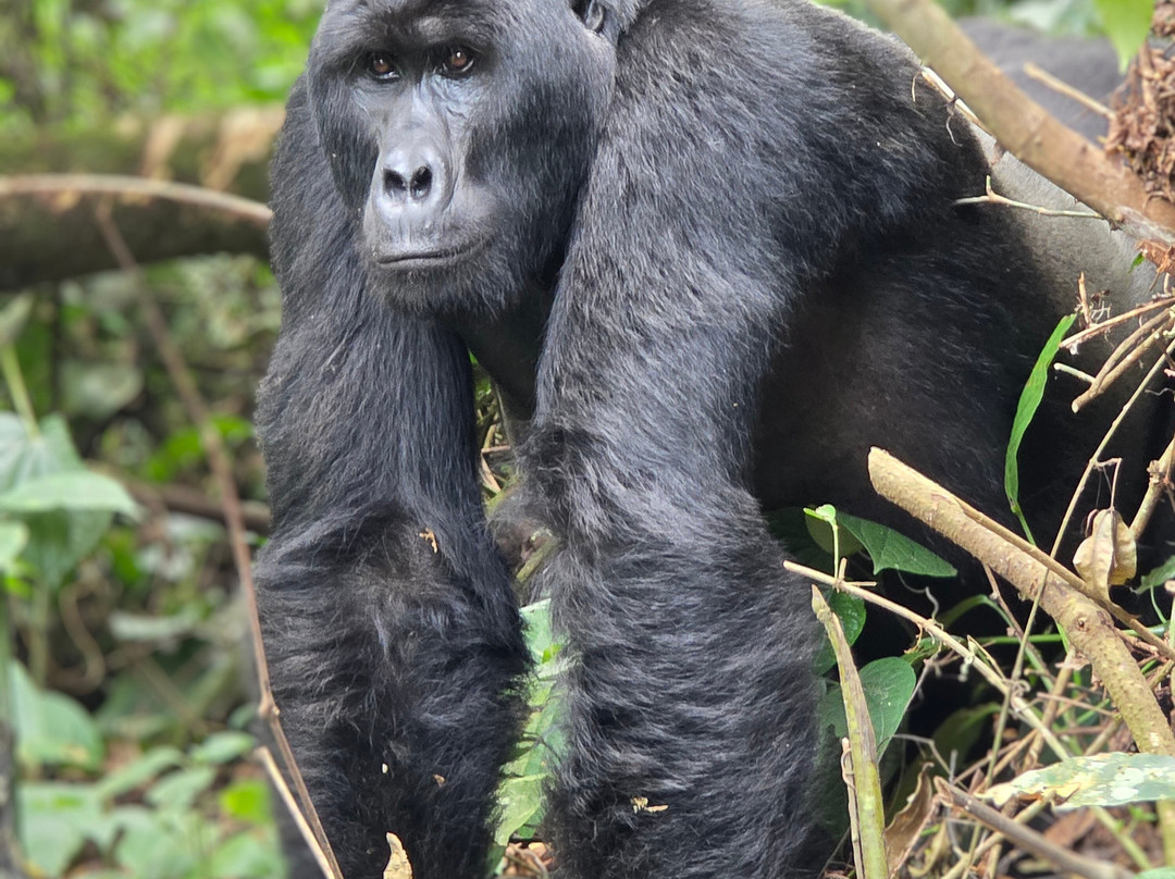 Focus East Africa Tours Ltd-坎帕拉必去景点