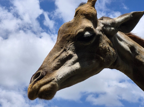 Wild Is Life-哈拉雷必去景点