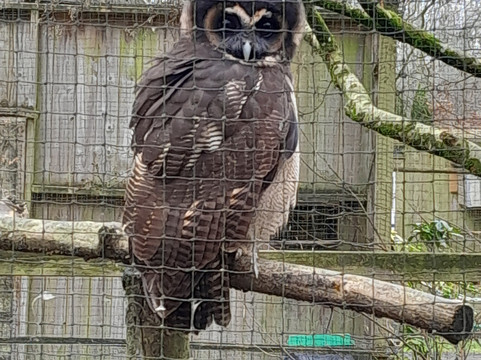 World of Owls-Randalstown必去景点