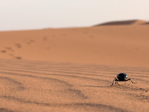 Sublime Desert-迈哈米德必去景点