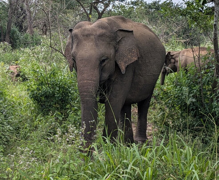 See Lanka Travels-Waikkal必去景点