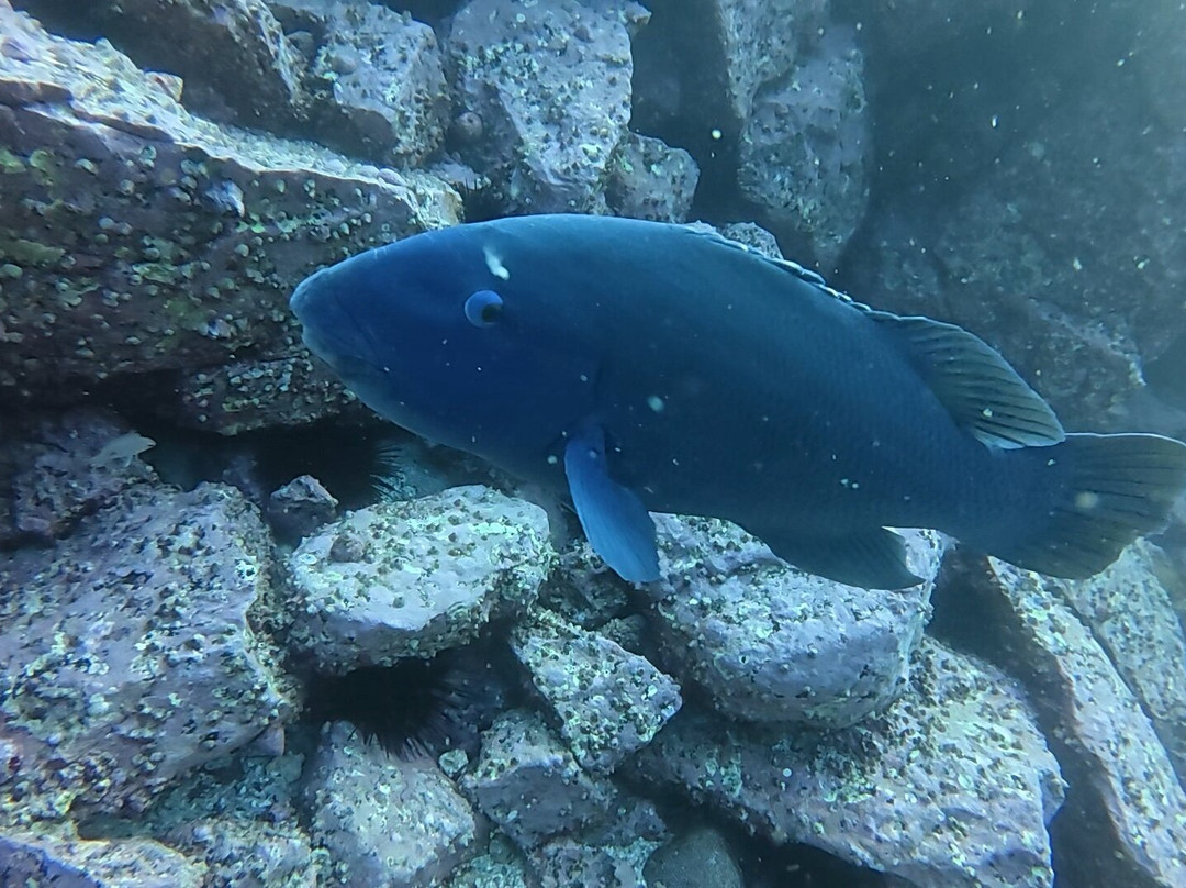 深海水肺潜水之旅-Ramsgate必去景点