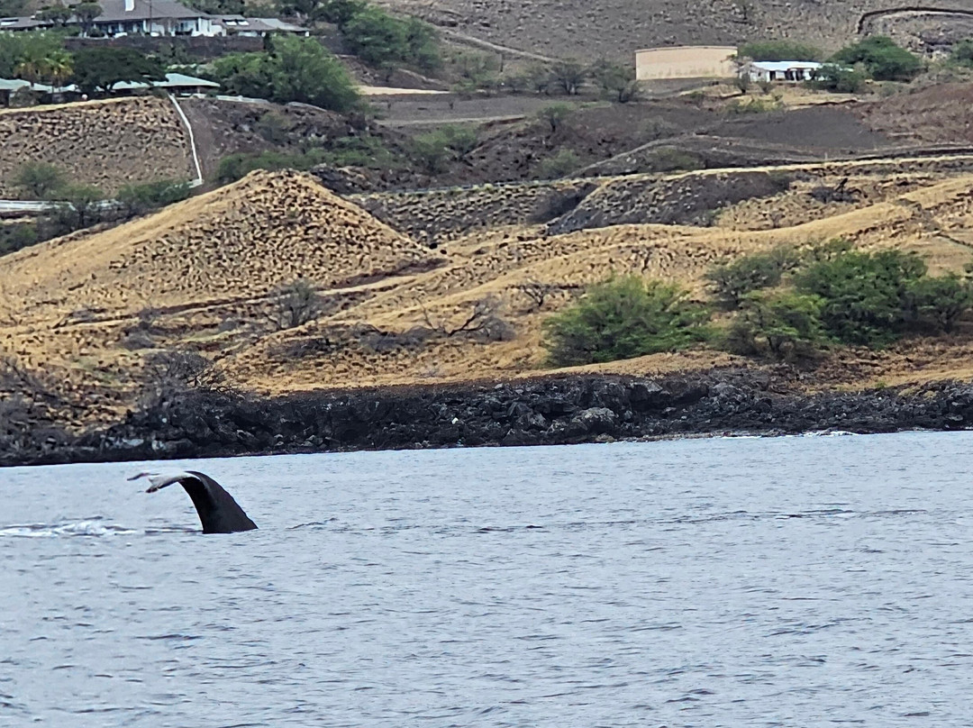 Da Whale Boat: Big Island Humpback Adventures-卡威哈也必去景点