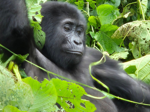 Katona Tours and Travel-吉佳利必去景点