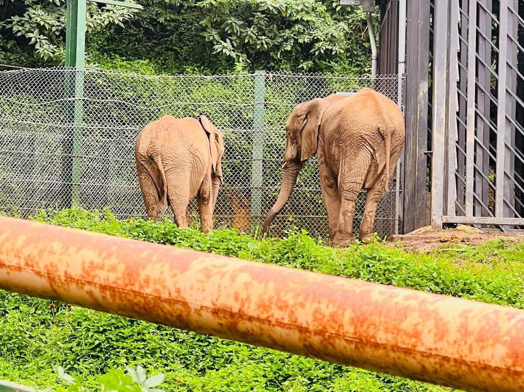 Entebbe Zoo-恩德培必去景点