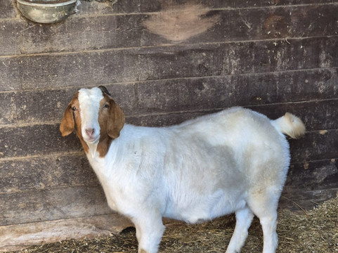 Ings Park Alpacas-Brough必去景点