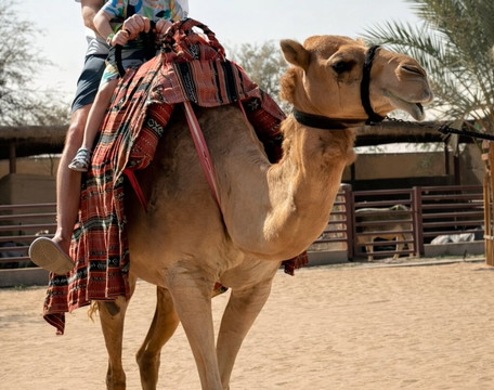 The Camel Farm-迪拜必去景点
