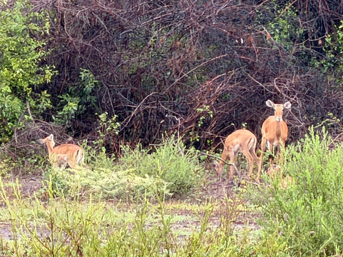 Lake Manyara-Lake Manyara National Park必去景点