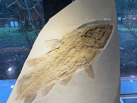 Het Oertijdmuseum-Boxtel必去景点