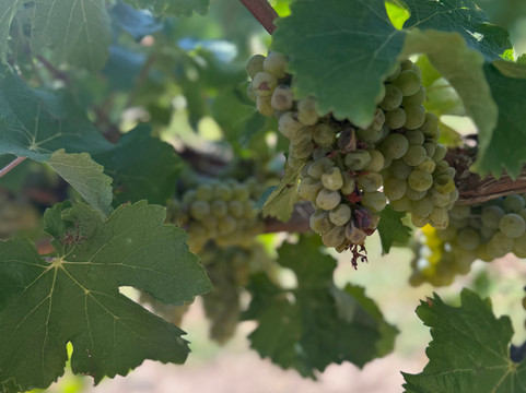 Pizzorno Family Estates-Canelones必去景点