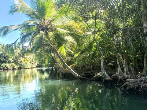 Indian River-多米尼克必去景点