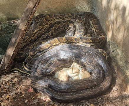Zanzibar Kilosas Conservation-孥归必去景点