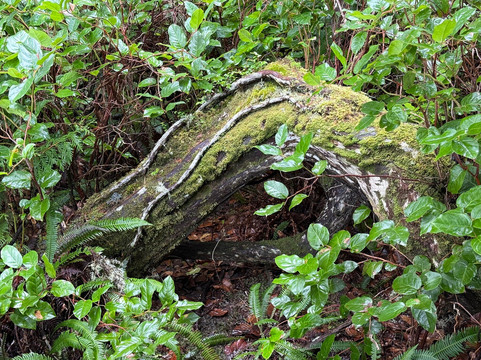 Amphitrite Point Lighthouse-尤克卢利特必去景点