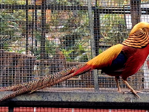 Sidkeong Tuluk Bird Park-West Sikkim必去景点