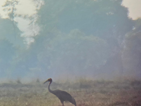 SVC野生动物保护区-暹粒必去景点