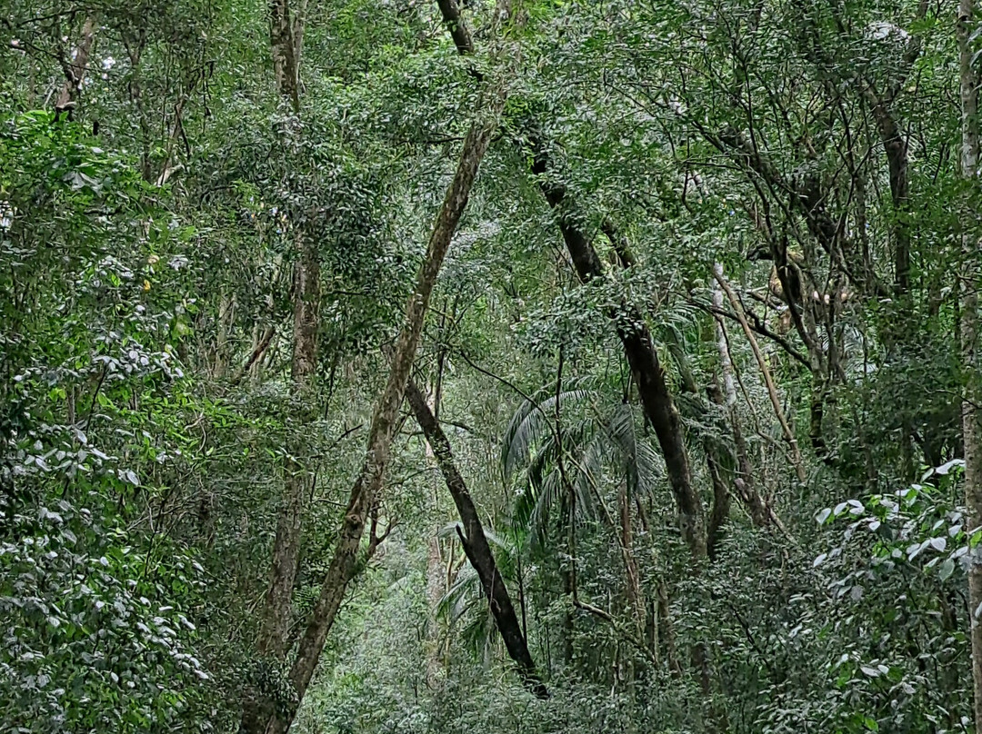 Poco Preto trail-伊瓜苏必去景点