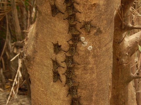 Hacienda El Viejo Wetlands-Area de Conservacion Guanacaste必去景点