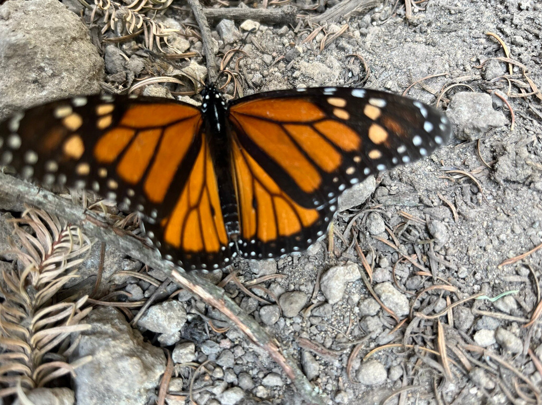 Tekpan Tours-墨西哥城必去景点
