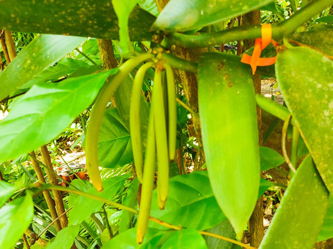 Kaz À Vanille-La Trinite必去景点