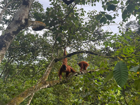 Sumatra orangutan escape-棉兰必去景点