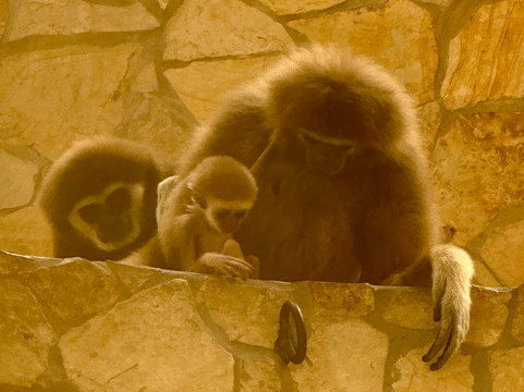 Zoo Debrecen-德布勒森必去景点