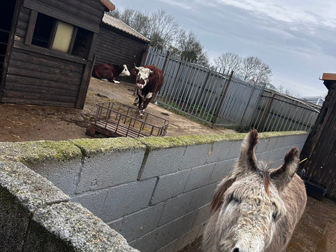 Willow Tree Family Farm-Shirebrook必去景点