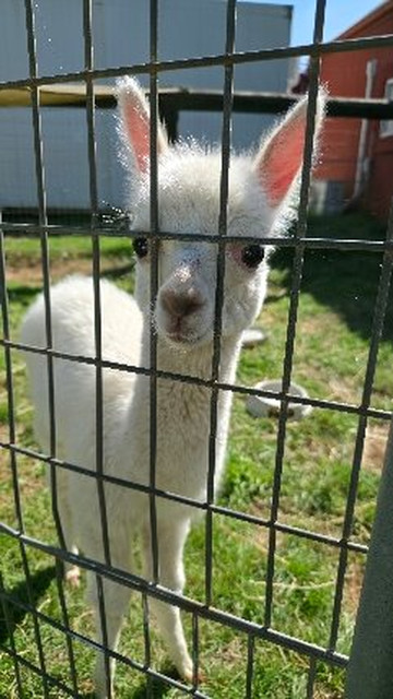 Edgar's Mission-Lancefield必去景点