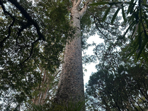 Footprints Waipoua-Waipoua Forest必去景点
