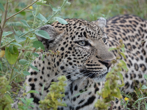 African Safari Group-开普敦必去景点