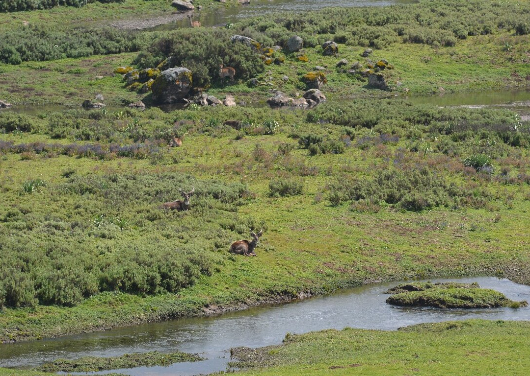 Bale Mountains Trekking Tours Ethiopia-Bale Robe必去景点