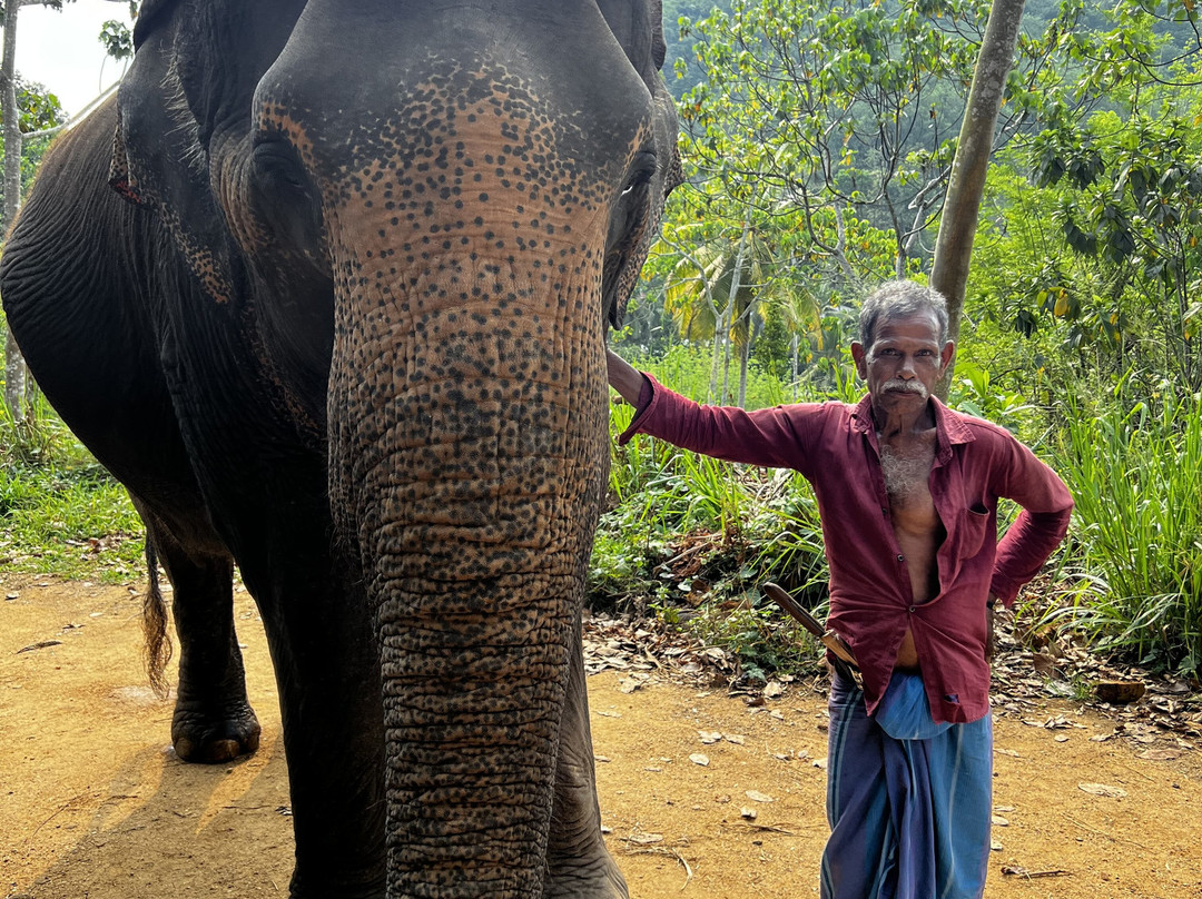 Elephant Freedom Project-凯格勒 必去景点