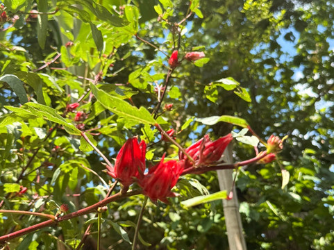 Segara Windhu Coffee Plantations-坦帕克西林必去景点