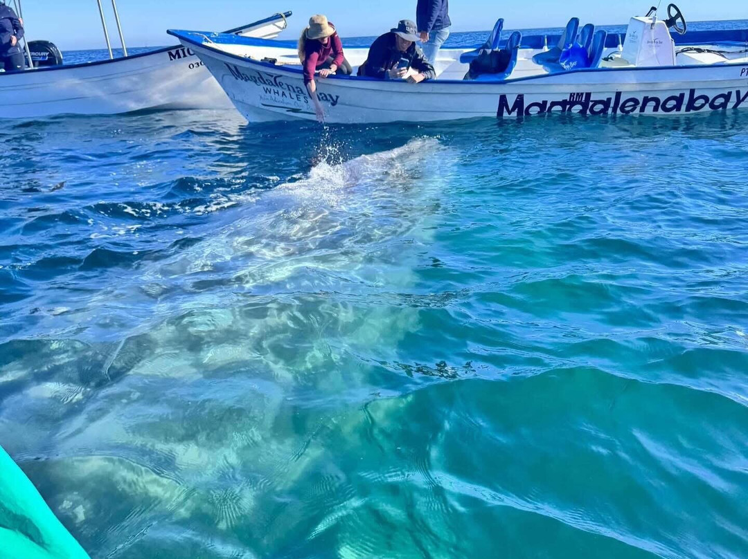 Magdalena Bay Whales-Puerto San Carlos必去景点
