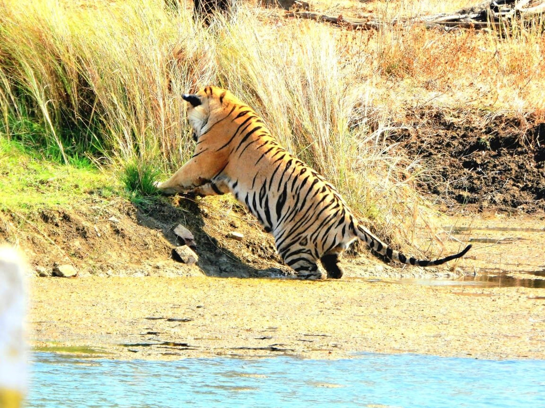Tadoba Andhari National Park-Chandrapur District必去景点