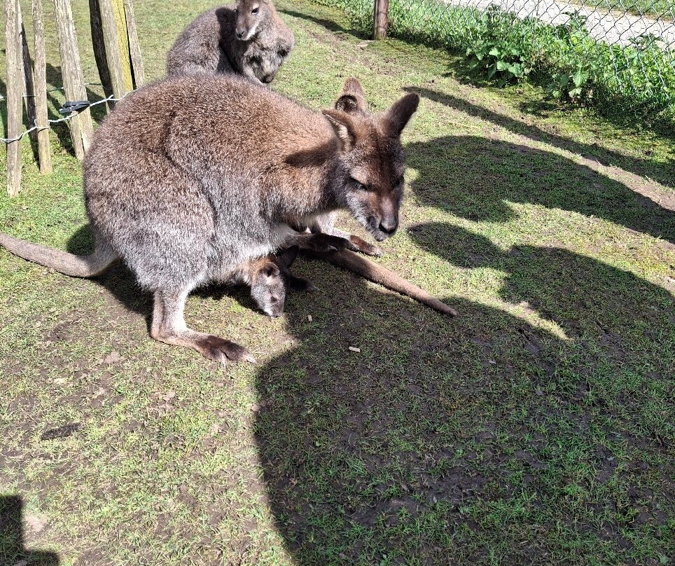 Manor Wildlife Park-St. Florence必去景点